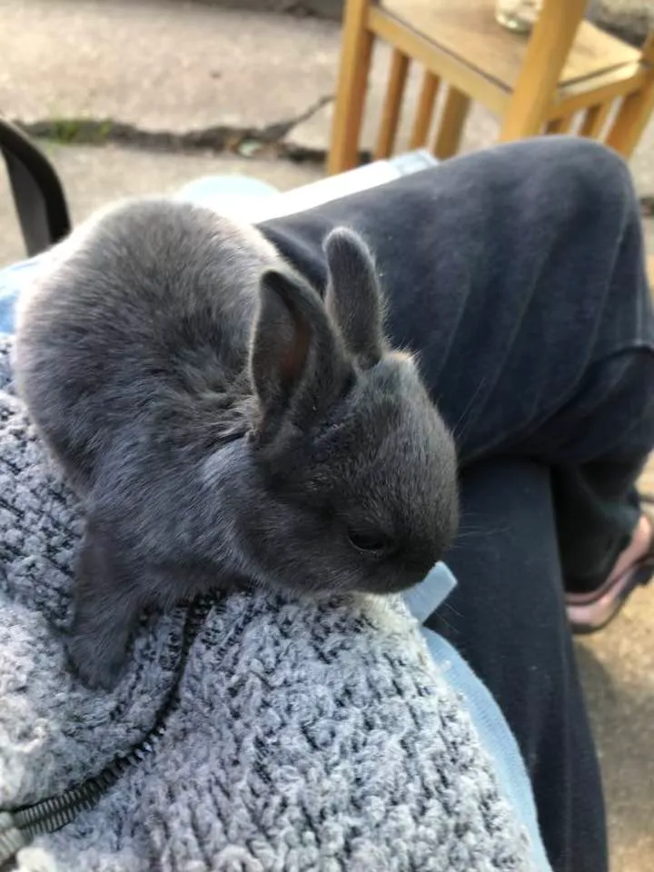 Photo of a bunny on lap.